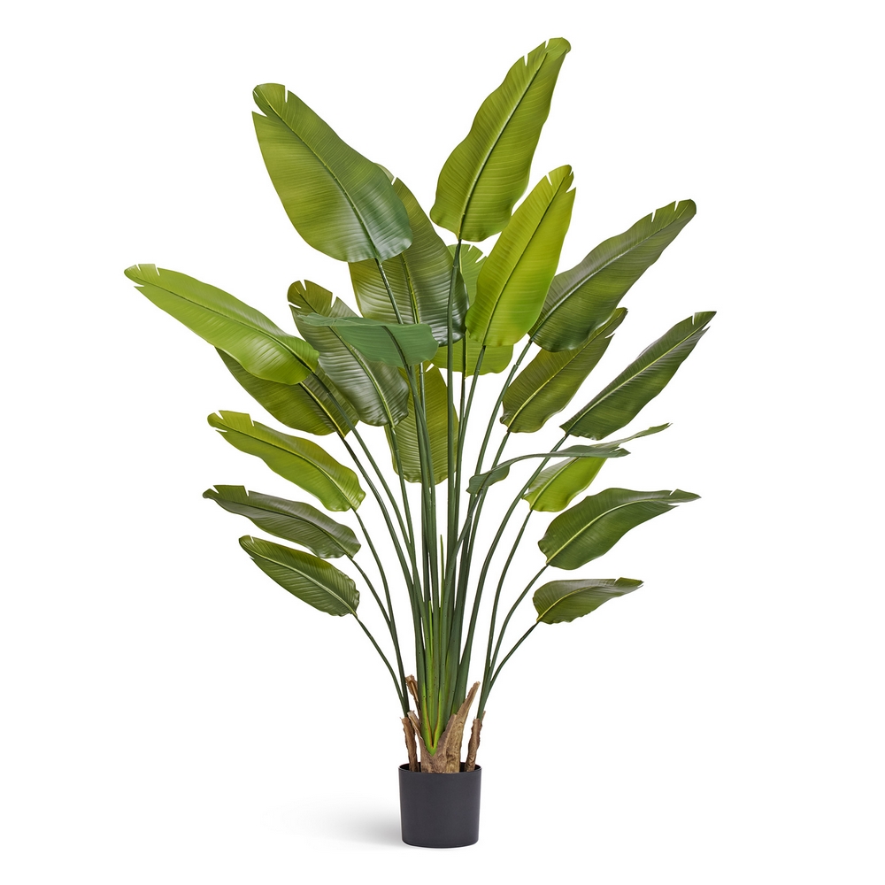Стрелиция New Style (Sensitive Botanic) 180 см — лиственные, фото в высоком разрешении, купить в Краснодаре