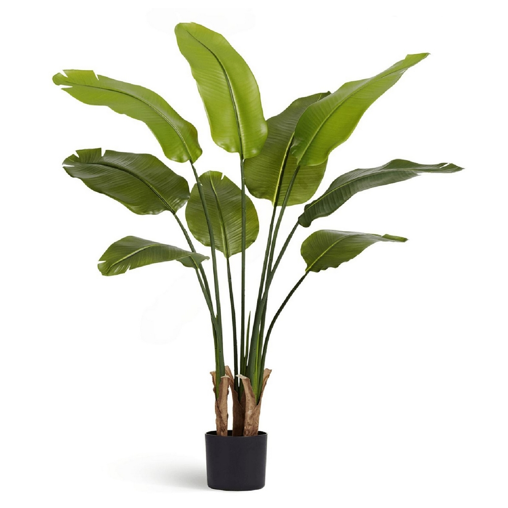 Стрелиция New Style (Sensitive Botanic) 110 см — лиственные, фото в высоком разрешении, купить в Краснодаре