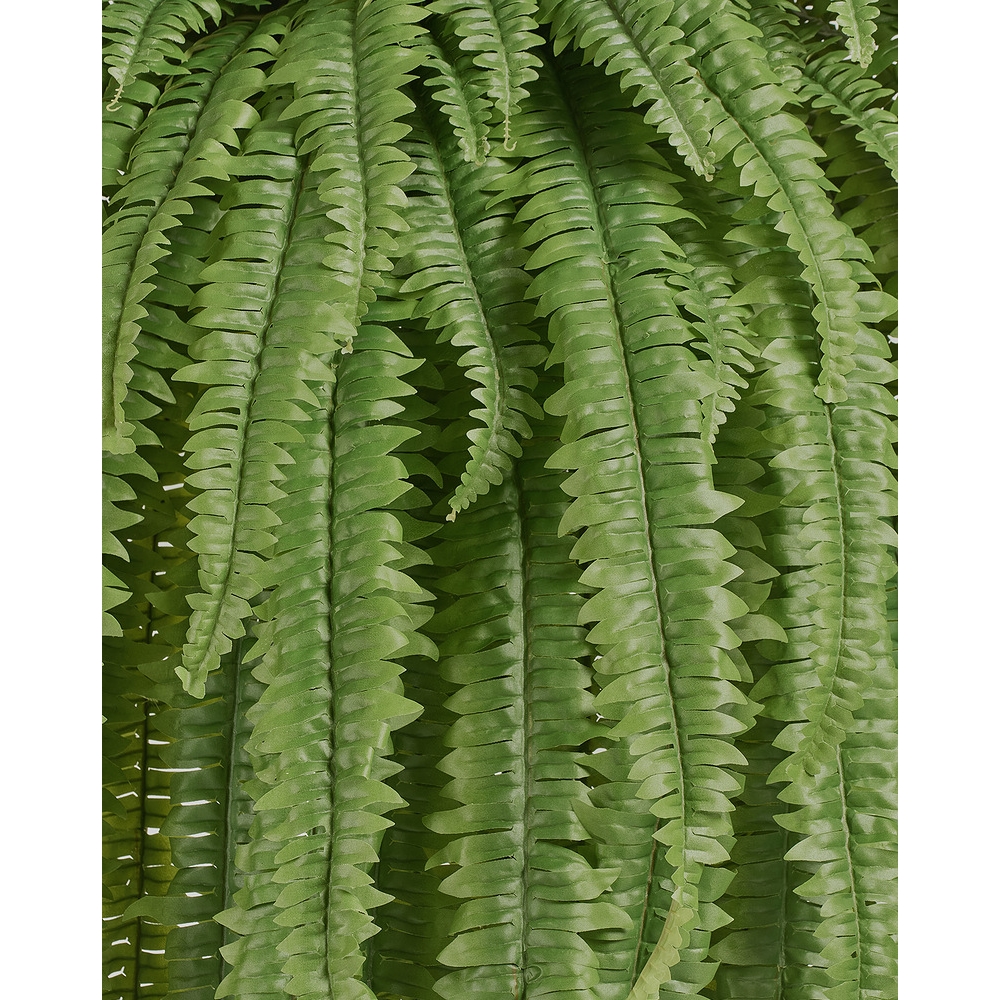 Папоротник Бостон Новый свисающий Биг — крупный план, фактура и текстура материала