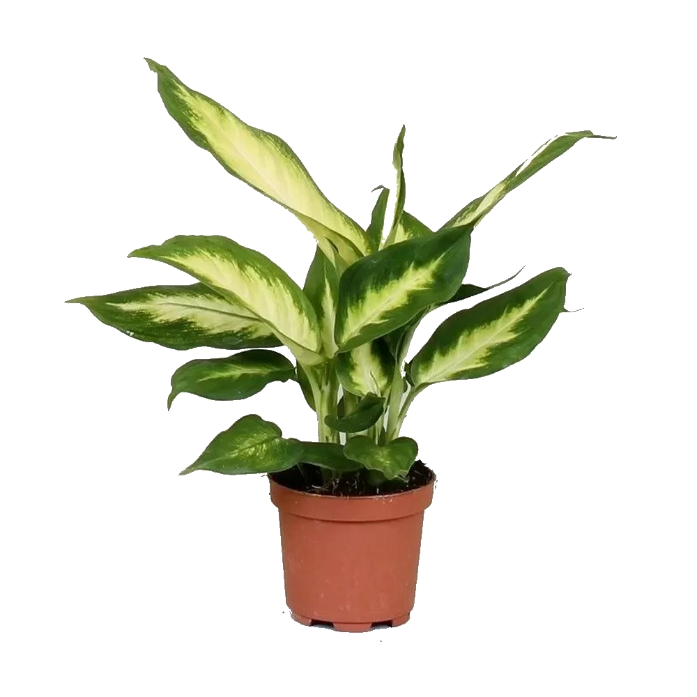 Диффенбахия Камилла - Dieffenbachia Camilla — комнатные растения, фото в высоком разрешении, купить в Краснодаре