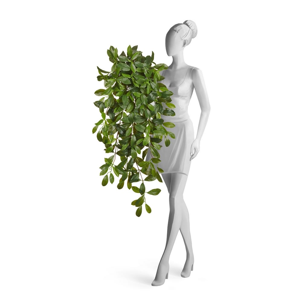 Фагрея Цейлоника большая зелёная ампельная (Sensitive Botanic) — фото в интерьере, купить в Краснодаре в интернет-магазине Зелёный Дворик