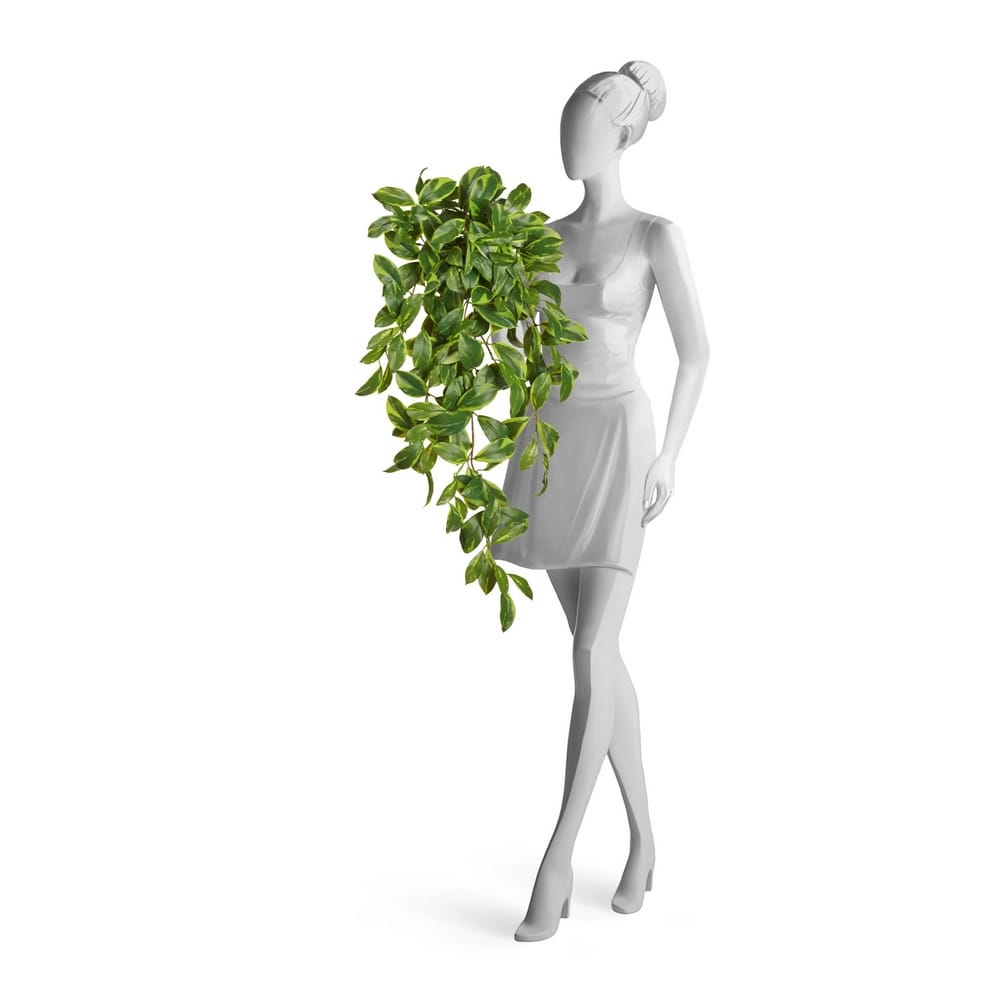 Фагрея Цейлоника большая зелёная ампельная (Sensitive Botanic) — фото в интерьере, купить в Краснодаре в интернет-магазине Зелёный Дворик