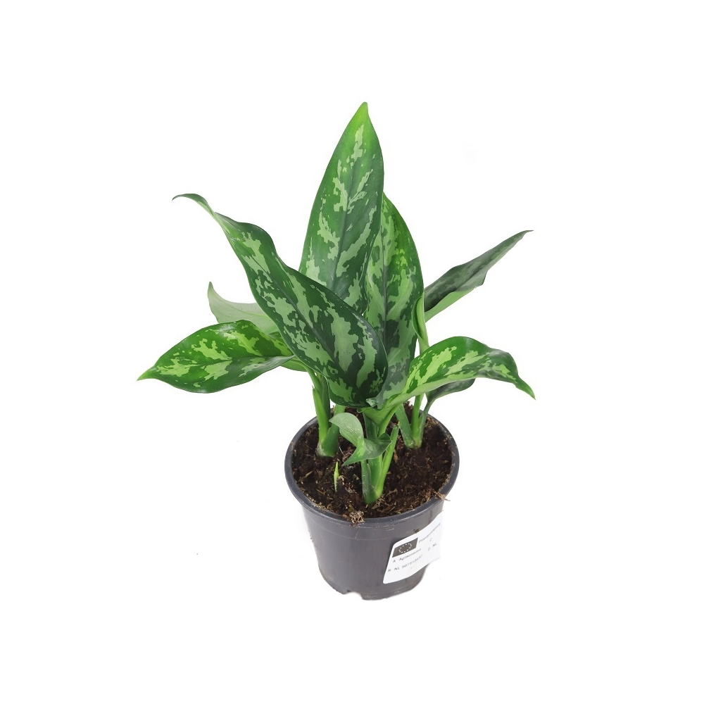 Аглаонема Мария - Aglaonema Maria — комнатные растения, фото в высоком разрешении, купить в Краснодаре