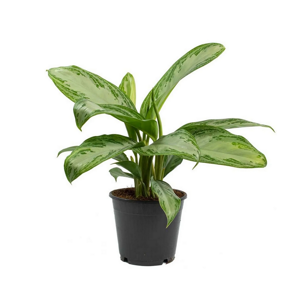 Аглаонема Сильвер Бей - Aglaonema Silver Bay — комнатные растения, фото в высоком разрешении, купить в Краснодаре