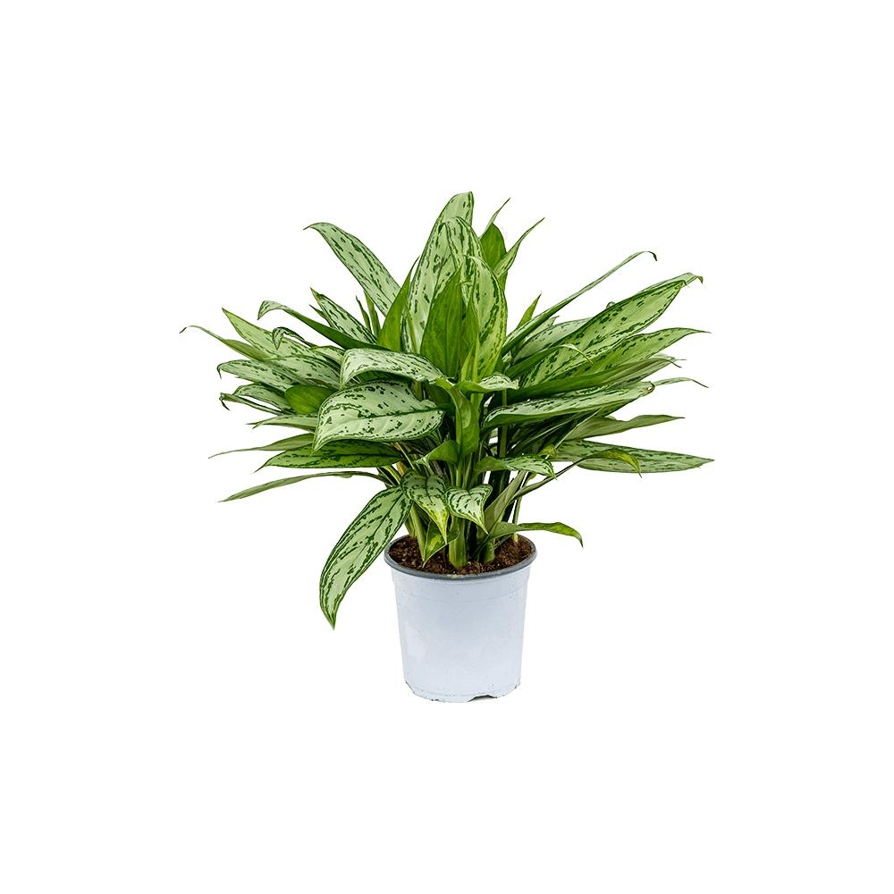 Аглаонема Сильвер Квин - Aglaonema Silver Queen — комнатные растения, фото в высоком разрешении, купить в Краснодаре