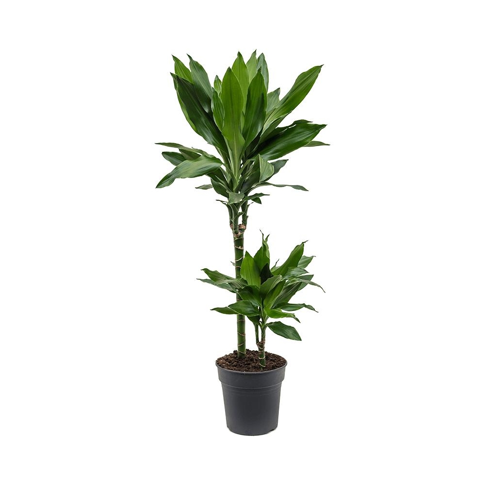 Драцена Джанет Линд - Dracaena Janet Lind — комнатные растения, фото в высоком разрешении, купить в Краснодаре