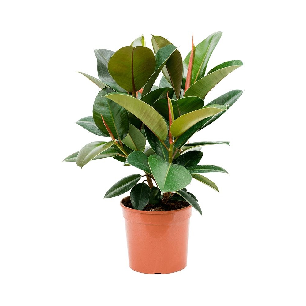 Фикус каучуконосный Робуста - Ficus elastica Robusta — комнатные растения, фото в высоком разрешении, купить в Краснодаре