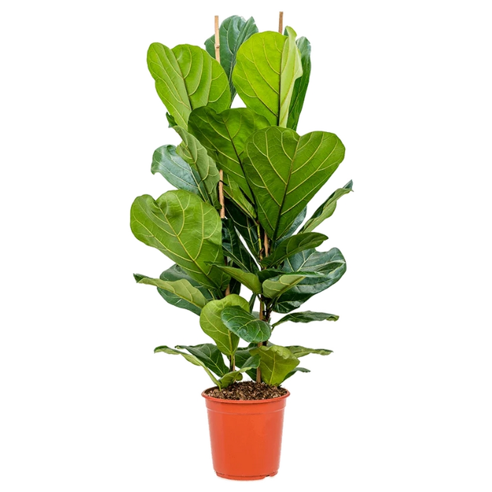 Фикус лировидный 2 ствола - Ficus lyrata — комнатные растения, фото в высоком разрешении, купить в Краснодаре