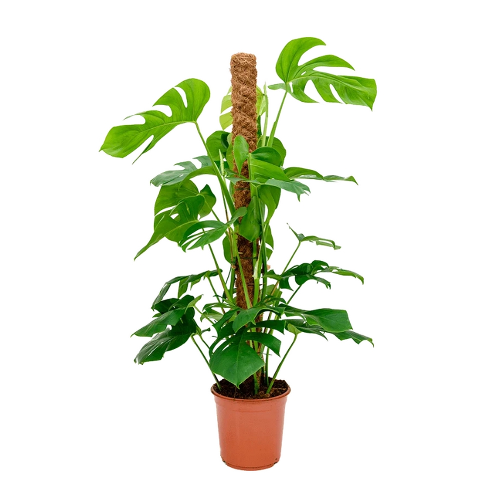 Монстера моссток - Monstera mosspole — комнатные растения, фото в высоком разрешении, купить в Краснодаре