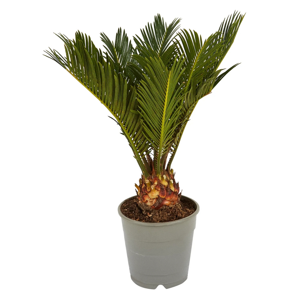 Саговник поникающий - Cycas revoluta — комнатные растения, фото в высоком разрешении, купить в Краснодаре