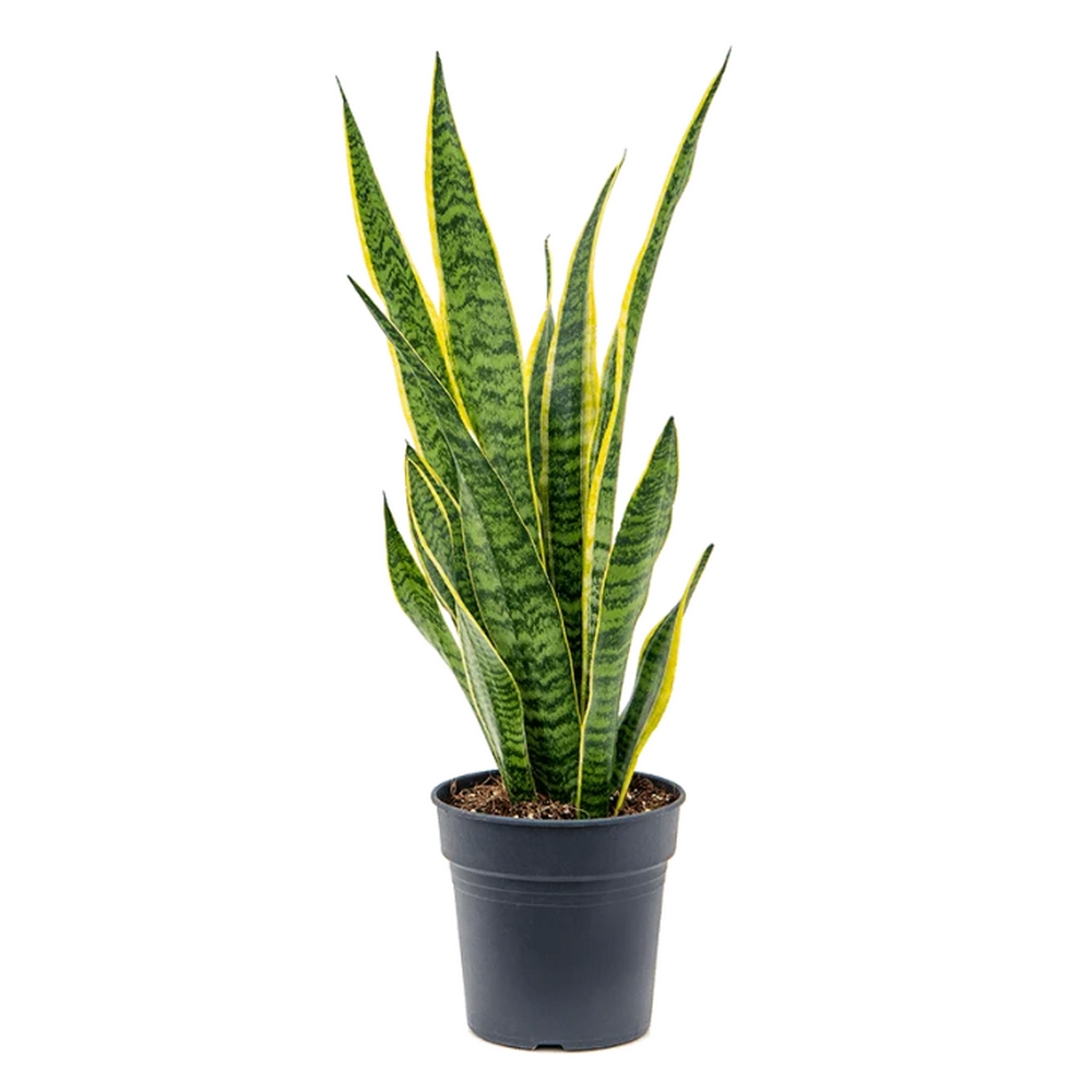 Сансевиерия трёхполосная - Sansevieria laurentii — комнатные растения, фото в высоком разрешении, купить в Краснодаре