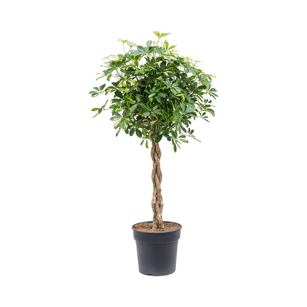 Шеффлера Голд Капелла переплетенная - Schefflera Gold Capella twisted stem — комнатные растения, фото в высоком разрешении, купить в Краснодаре