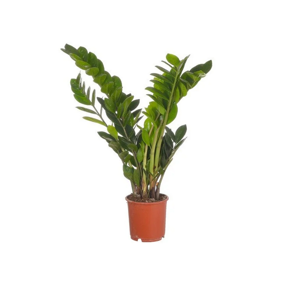 Замиокулькас - Zamioculcas — комнатные растения, фото в высоком разрешении, купить в Краснодаре