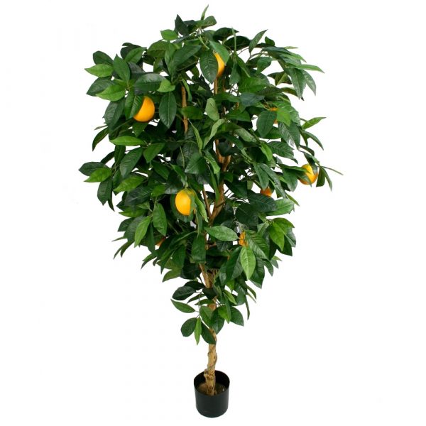 Апельсиновое дерево 170см