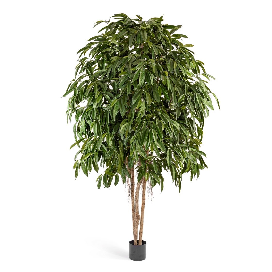 07a60010b4d311e89f5100248cbcf257-8b2ff162f64911e98d72207c8f906ab6 Лонгифолия широколистна многоствольная 270см