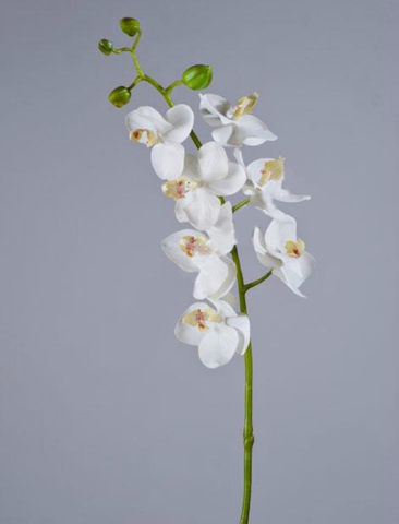 Орхидея фаленопсис элегант белая 0см в Краснодаре.