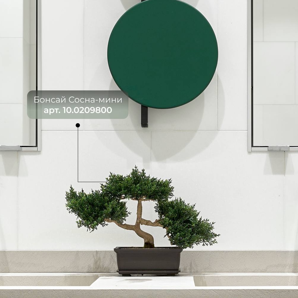 1 Бонсай мини-сосна