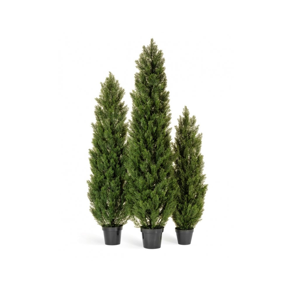 Туя Эйр Элеганс