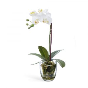 Композиция "Орхидея Фаленопсис белая в стекле"