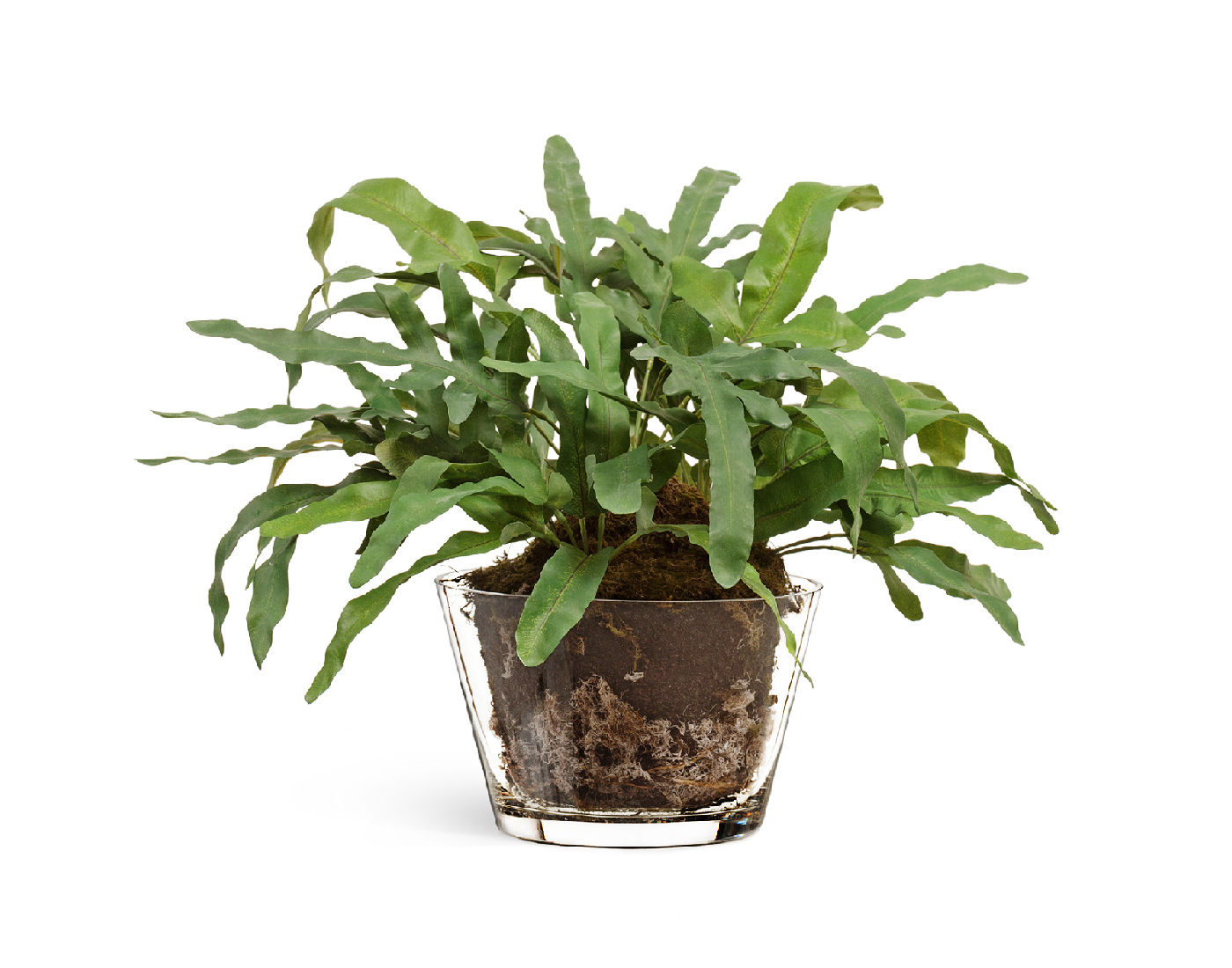 10.0618227N Композиция Rabbit Foot в стеклянной вазе с мхом, корнями, землей 26см - зеленый лист (растения), 50 x 33