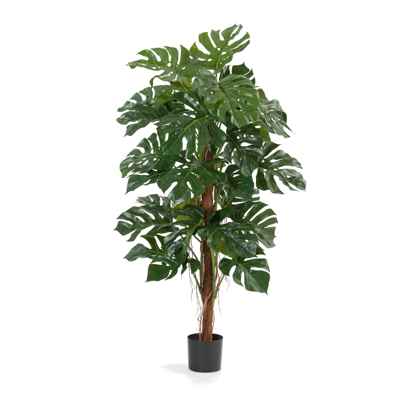 10.21005Nm Монстера Натуральная