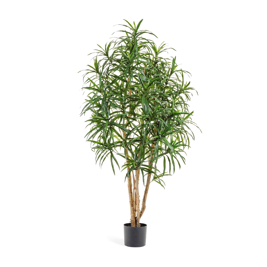 Драцена Анита - 150