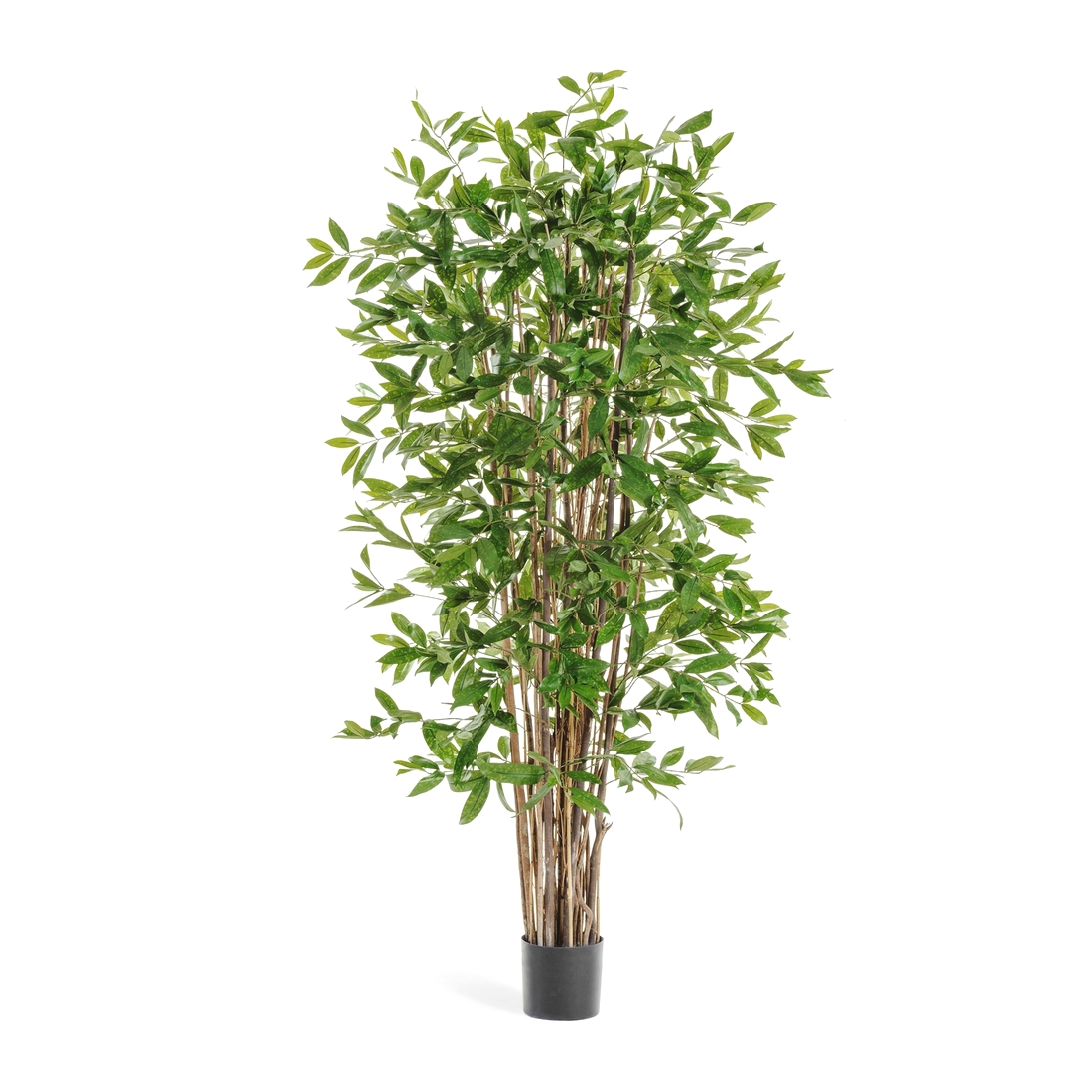 Драцена Саркула Спотти