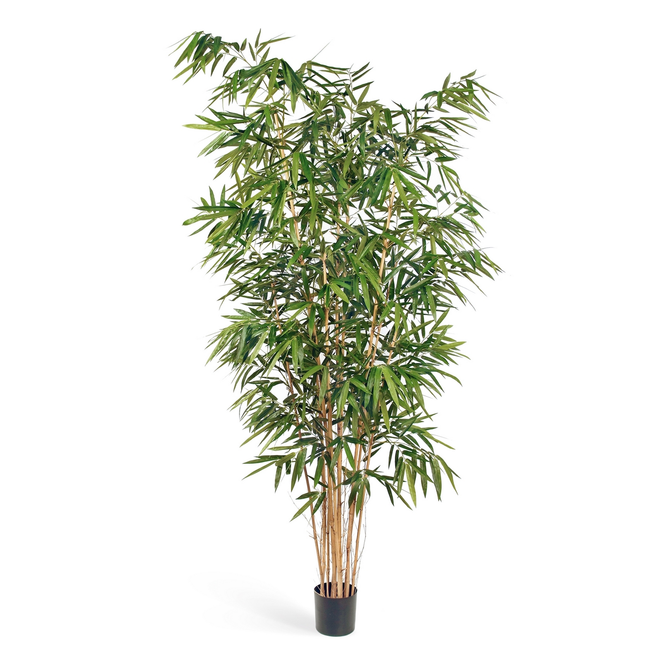 Бамбук Новый Биг Лиф