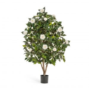 Камелия Японика 150см - белый цветок (растения)