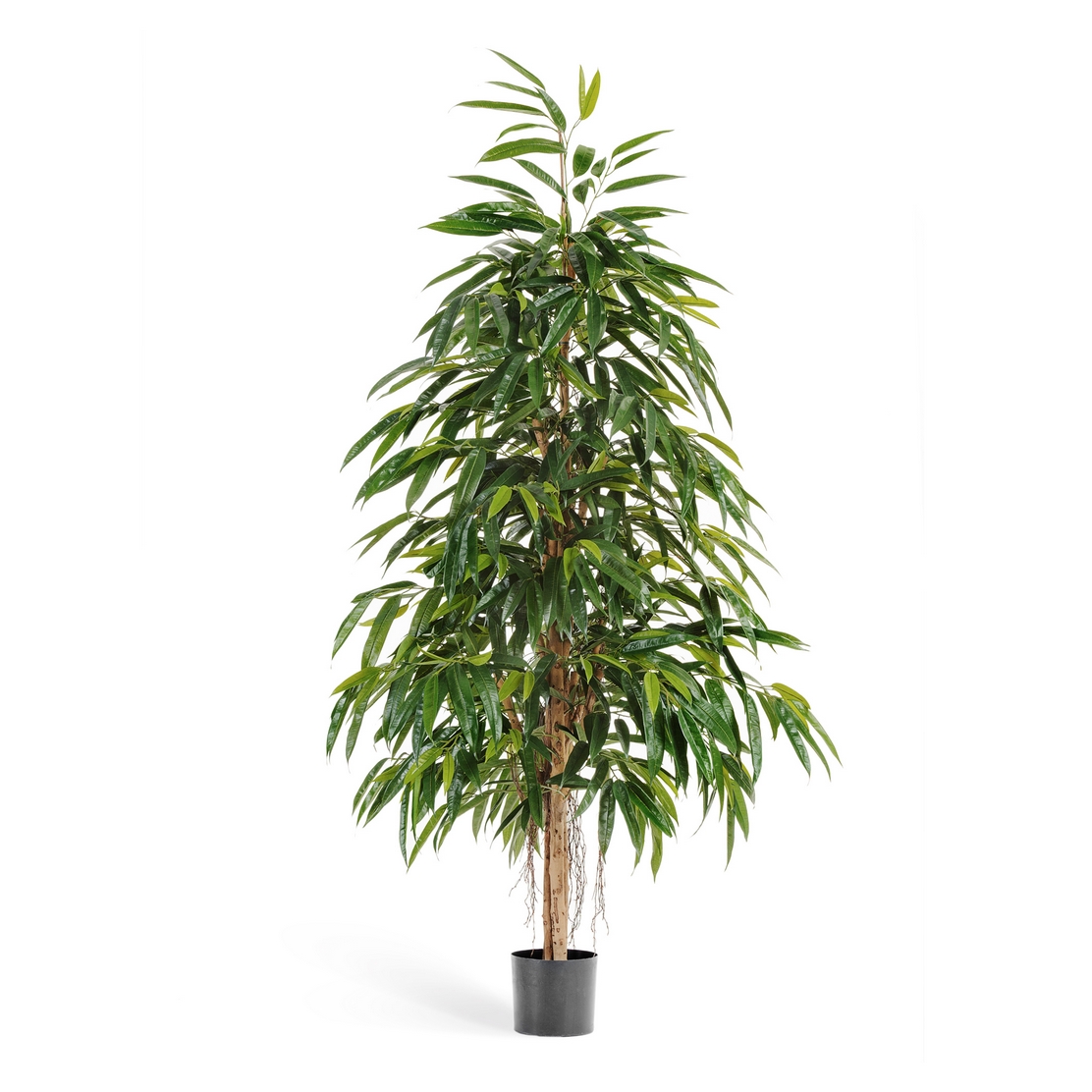 Лонгифолия Роял Нэйчерел - 180