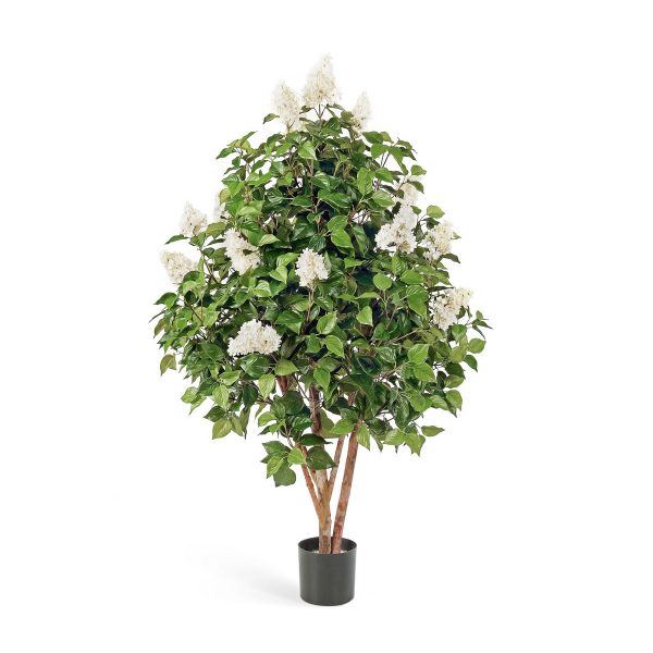 Сирень Цветущая  150см - белый цветок (растения)