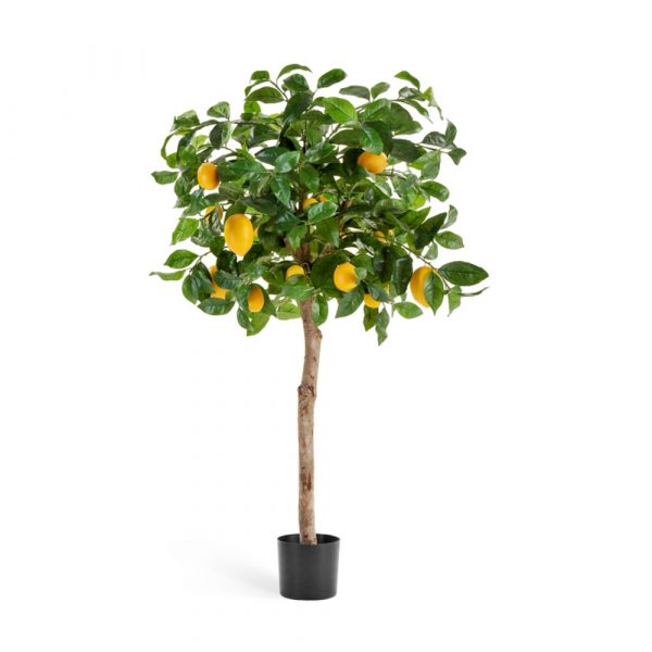 Лимонное дерево с плодами на штамбе 110см