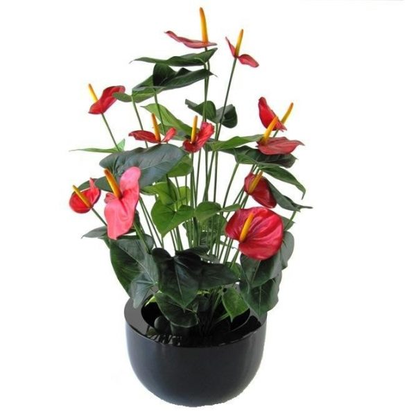 Антуриум  85см - красный цветок (растения)