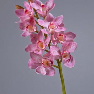 Орхидея Цимбидиум розовая 0см в Краснодаре.