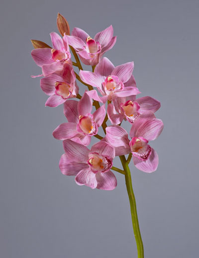 Орхидея Цимбидиум розовая 0см в Краснодаре.