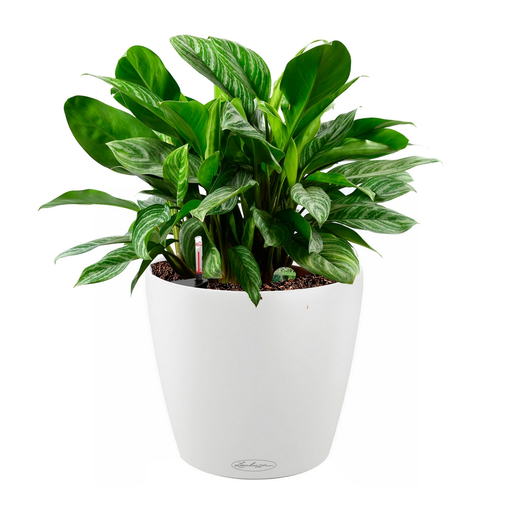 Кашпо Classico Color