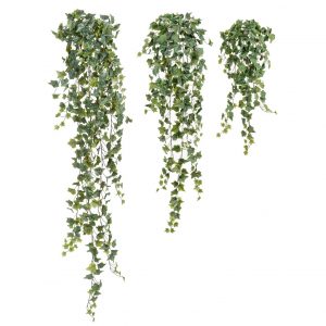 Английский плющ Олд Тэмпл припыленно-зеленый - зеленый лист (растения), 170