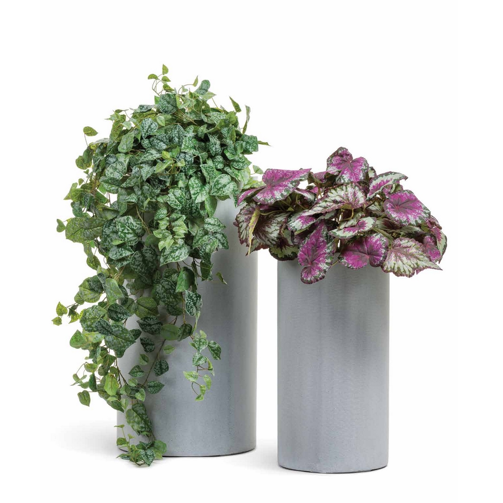 Сциндапсус Пиксус серебристо-зелёный