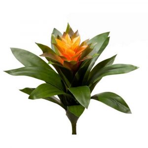 Гусмания Сангвиния 24см - желтый цветок (растения)