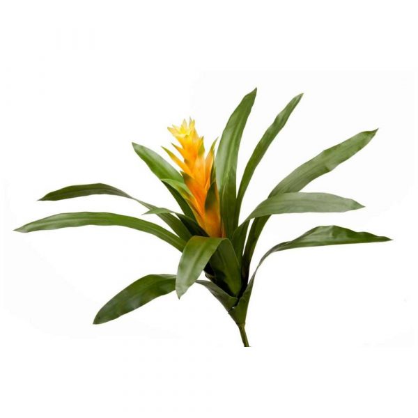 Гусмания Кардинал  37см - желтый цветок (растения)