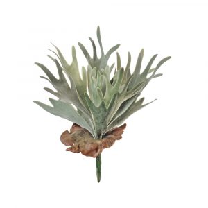 Папоротник Стегхорн (Оленьи рога) куст серо-зеленый припыленный 17см - зеленый лист (растения), 35 x 17