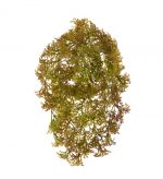 Ватер-грасс (Рясковый мох) - пестрый лист (растения), 20