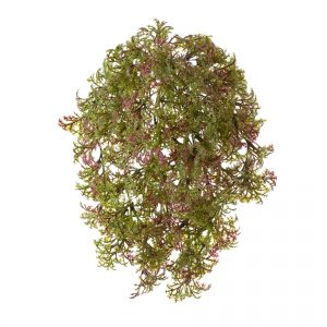 Ватер-грасс (Рясковый мох) - пестрый лист (растения), 15