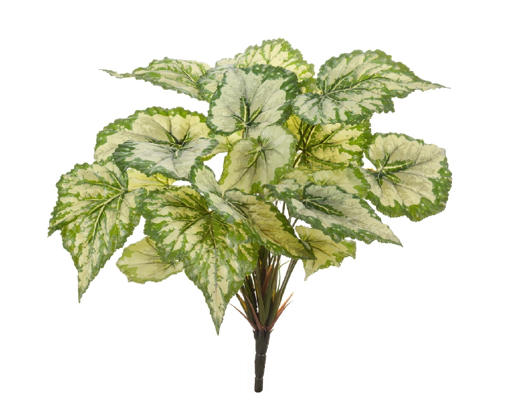 20.1068LGR Бегония крупнолистная зеленая 35см