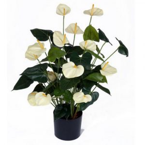 Антуриум Де Люкс  75см - белый цветок (растения)