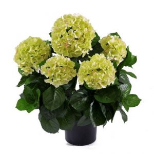 Гортензия куст 55см - белый цветок (растения)