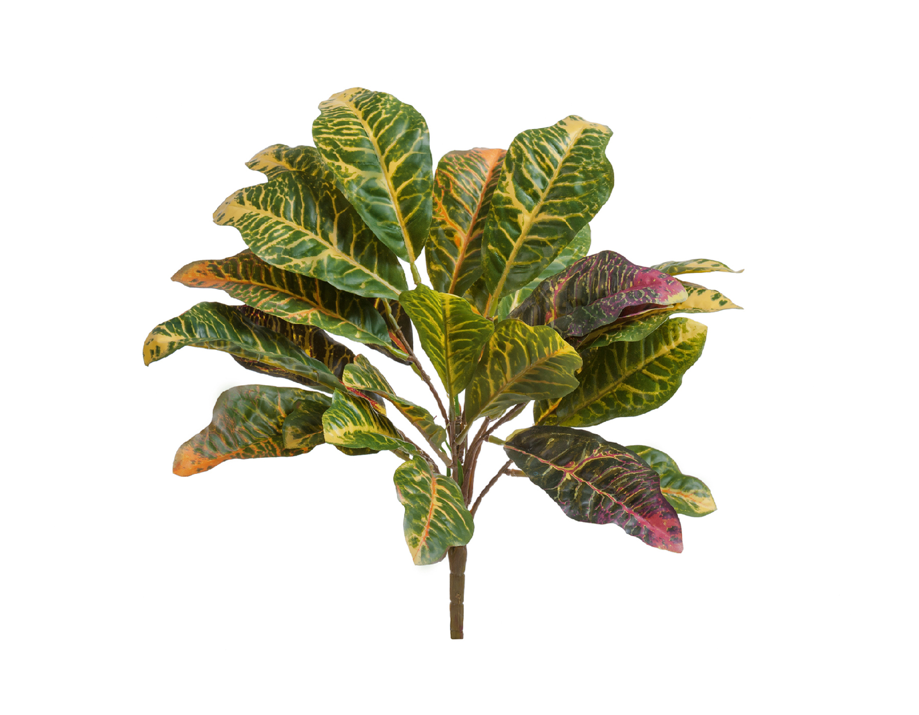 24d6a7311ff411eaa15c00248cbcf257-24d6a7321ff411eaa15c00248cbcf257 Кротон куст Мидл зелёно-жёлто-розовый