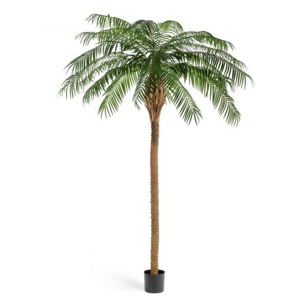Финиковая пальма де Люкс 240см