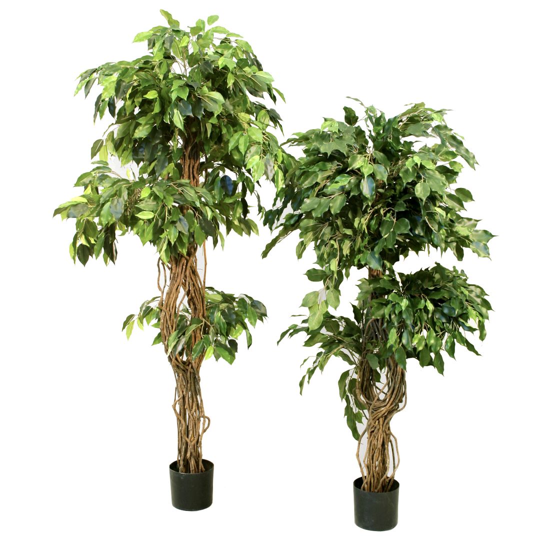 Фикус Селеста