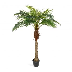 Финиковая пальма Новая  160см
